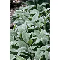 Pflanzen Für Dich Stachys byzantina 'Cotton Boll', ca. 9x9