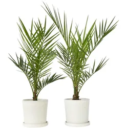 Plant in a Box Phoenix Canariensis - Kanarische Dattelpalme 2er Set Höhe 50-60cm