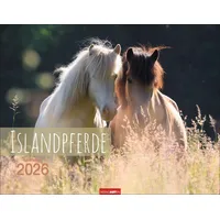 Weingarten Islandpferde Kalender 2026 / Weingarten