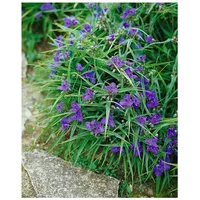 Pflanzen Für Dich Tradescantia x andersoniana 'Leonora', ca. 9x9