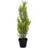Europalms Zypresse, Leyland, 60cm