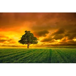 Fototapete PAPERMOON "Baum im Feld", bunt, B:3,0m L:2,2m, Vlies, Tapeten