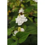 Pflanzen Für Dich Houttuynia cordata Plena Herzblatt Ca. 9x9 cm Topf Buntlaubig