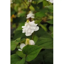 Pflanzen Für Dich Houttuynia cordata Plena Herzblatt Ca. 9x9 cm Topf Buntlaubig