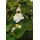 Pflanzen Für Dich Houttuynia cordata Plena Herzblatt Ca. 9x9 cm Topf Buntlaubig
