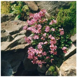 Geranium dalmaticum, Balkan-Storchschnabel, rosa, ca. 9x9 cm Topf