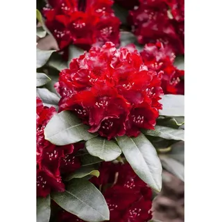 Pflanzen Für Dich Rhododendron Hybr. 'Cherry Kiss', Rhododendron, rot, 30–40 cm