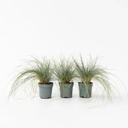 Plant in a Box - Blaugrünes Schwingel - 3 Stk - Festuca glauca Elijah Blue - Höhe 10-15cm - Topf 9cm