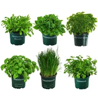 Dehner Kräuter-Set Küchenkräuter 6-teilig 15 cm Grün/Dunkelgrün