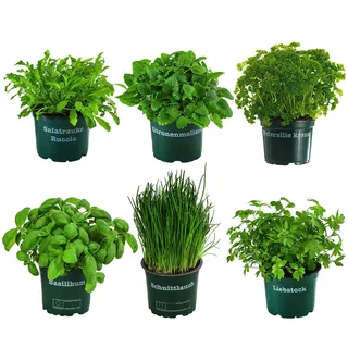Dehner Kräuter-Set Küchenkräuter 6-teilig 15 cm Grün/Dunkelgrün