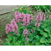 Pflanzen Für Dich Stachys grandiflora Superba ca. 9x9 cm