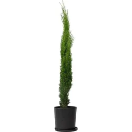 Plant in a Box - Cupressus sempervirens - Höhe 70-80cm - Topf 19cm