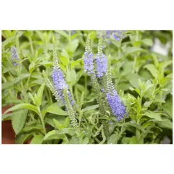 Veronica longifolia 'Blauriesin', Ehrenpreis, blau, ca. 9x9 cm Topf