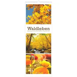 Neumann Waldleben - Triplets 2027