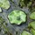 MARELIDA Teichdeko Schwimmfrosch Dekofigur Frosch für Teich Wasserschale 7,8cm