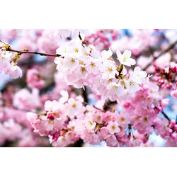 Fototapete PAPERMOON "Cherry Blossoms", bunt (mehrfarbig), B:4m L:2,6m, Vlies, Tapeten