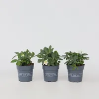 Plant in a Box - Christrosen - 6 Stk