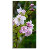 Artland Glasbild »Zweig einer blühenden Zierkirsche«, Bäume, (1 St.), pink