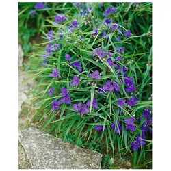 Tradescantia x andersoniana 'Leonora', ca. 9x9 cm Topf, dekorativ