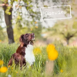 Chewies Büffelhorn für Hunde gefülltes Kauhorn vom Wasserbüffel natürliches Kauspielzeug - Zahnpflege und Spielspaß in 1 - Größe L: Für Hunde bis 25 kg