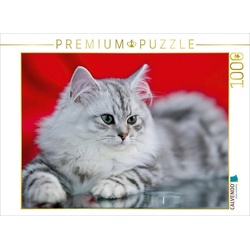 CALVENDO Puzzle CALVENDO Puzzle Britisch Langhaar Kätzchen 1000 Teile Lege-Größe 64 x 48 cm Foto-Puzzle Bild von Melanie Viola, 1000 Puzzleteile