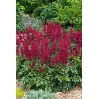Pflanzen Für Dich Astilbe japonica Etna Prachtspiere, ca. 11x11