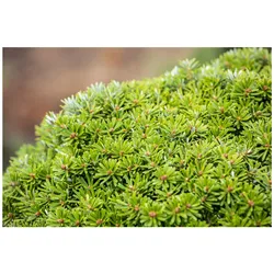 Abies koreana 'Kristallkugel', Tanne, kompakt, 15–20 cm