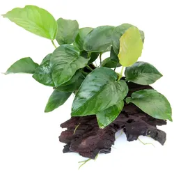 Anubias barteri 19 x 7 x 17 Centimeter Wurzel
