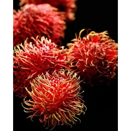 YODEYMA Linet Eau de Parfum 50 ml