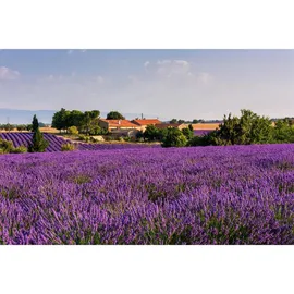 UHU Luftentfeuchter Feuchtigkeitsmagnet Lavendel, 2 X 450 G Luftentfeuchter