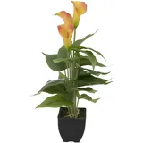 Europalms Calla mini, gelb orange, 43cm