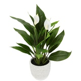 Flair Flower I.GE.A. Kunstpflanze »Spathiphyllum«, grün