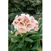 Pflanzen Für Dich Rhododendron Hybr. 'Prinses Maxima', rosa Blüten,
