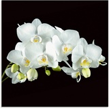 Artland Glasbild »Weiße Orchidee auf schwarzem Hintergrund«, Blumen, (1 St.), weiß