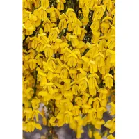 Pflanzen Für Dich Cytisus scoparius 'Golden Sunlight' 40–60 cm