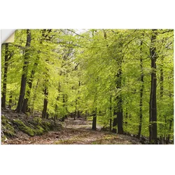 Artland Wandbild »Die Buchen im Frühling«, Wald, (1 St.), als Alubild, Outdoorbild, Leinwandbild, Poster, Wandaufkleber Artland Farbe Bild(er): grün