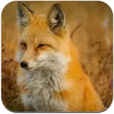 Untersetzer aus Kork, Motiv: Fuchs Felder von Ble Wiese, 1 Stück (95 x 95 mm)