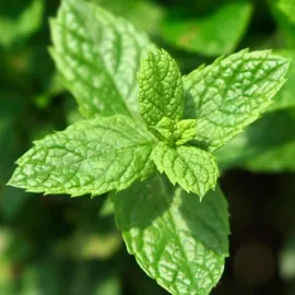 YODEYMA Wow Scent! Eau de Parfum 15 ml