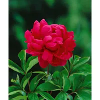 Pflanzen-für-dich.de Paeonia lactiflora 'Adolphe Rousseau' P 1