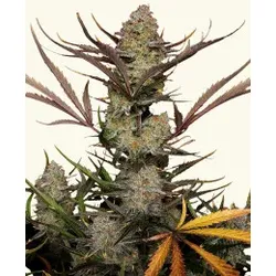 Apple Strudel Auto | Autoflowering Hanfsamen von Fast Buds | 3 Hanfsamen