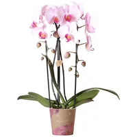 Kolibri Orchideen Rosa Phalaenopsis Orchidee Niagara Fall Topfgröße 12cm