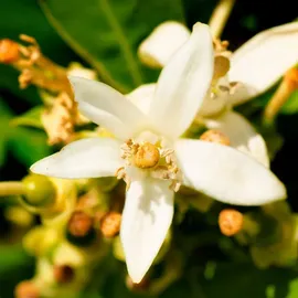 YODEYMA Résolu Eau de Parfum 100 ml