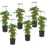 Botle Tomatenpflanze 12 x 12 x 12 cm Schwarz