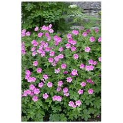 Geranium sanguineum 'Elke', Storchschnabel, rosa, ca. 9x9 cm Topf