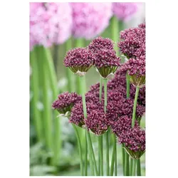 Allium atropurpureum, Zierlauch, dunkelviolett, ca. 9x9 cm Topf