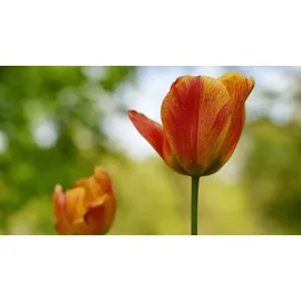 Sigma Art 24-70 mm F2,0, Bildstabilisator, Sony E-Mount