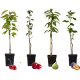 Plant in a Box - 4 Stk - Malus, Pryus, Prunus - Höhe 60-70cm - Topf 9cm