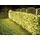 VELLEMAN Lichtnetz LED 2 x 2 m Warmweiß Schwarz