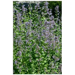 Nepeta grandiflora 'Pool Bank', Katzenminze, blauviolett, ca. 9x9 cm Topf