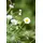 intragarten gmbh Bodendecker Erigeron Karvinskianus